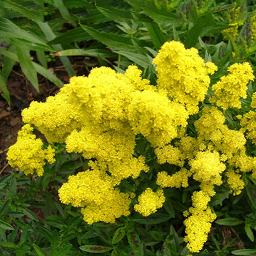 Solidago Little Lemon - Bakker