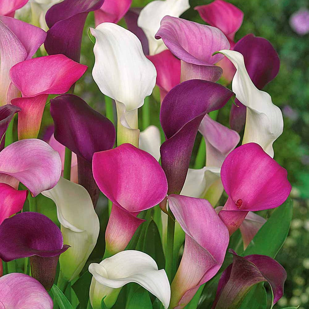 3 Callas blanc, pourpre, rose en mélange - Bakker