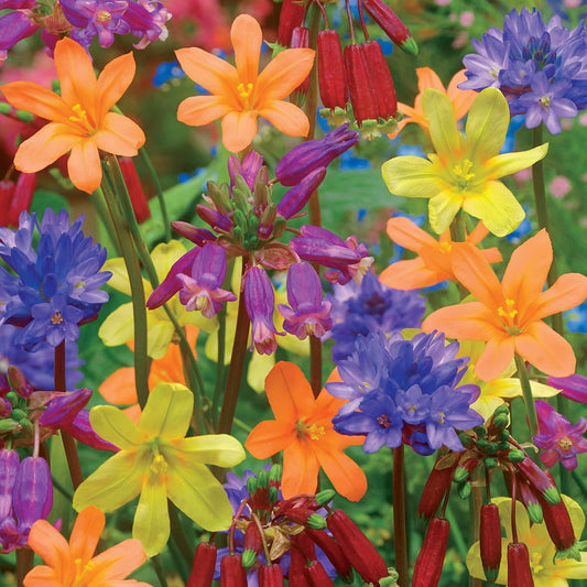 Bulbes pour bordures, pots et balcons en mélange - Bakker