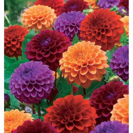 4 Dahlias pompons en mélange - Bakker