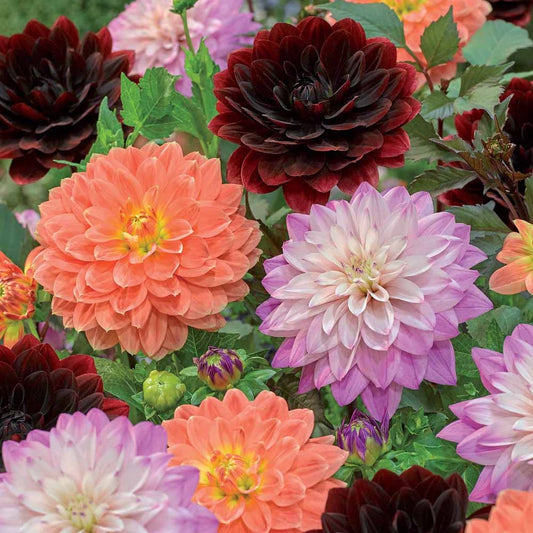 6 Dahlias en mélange - Bakker
