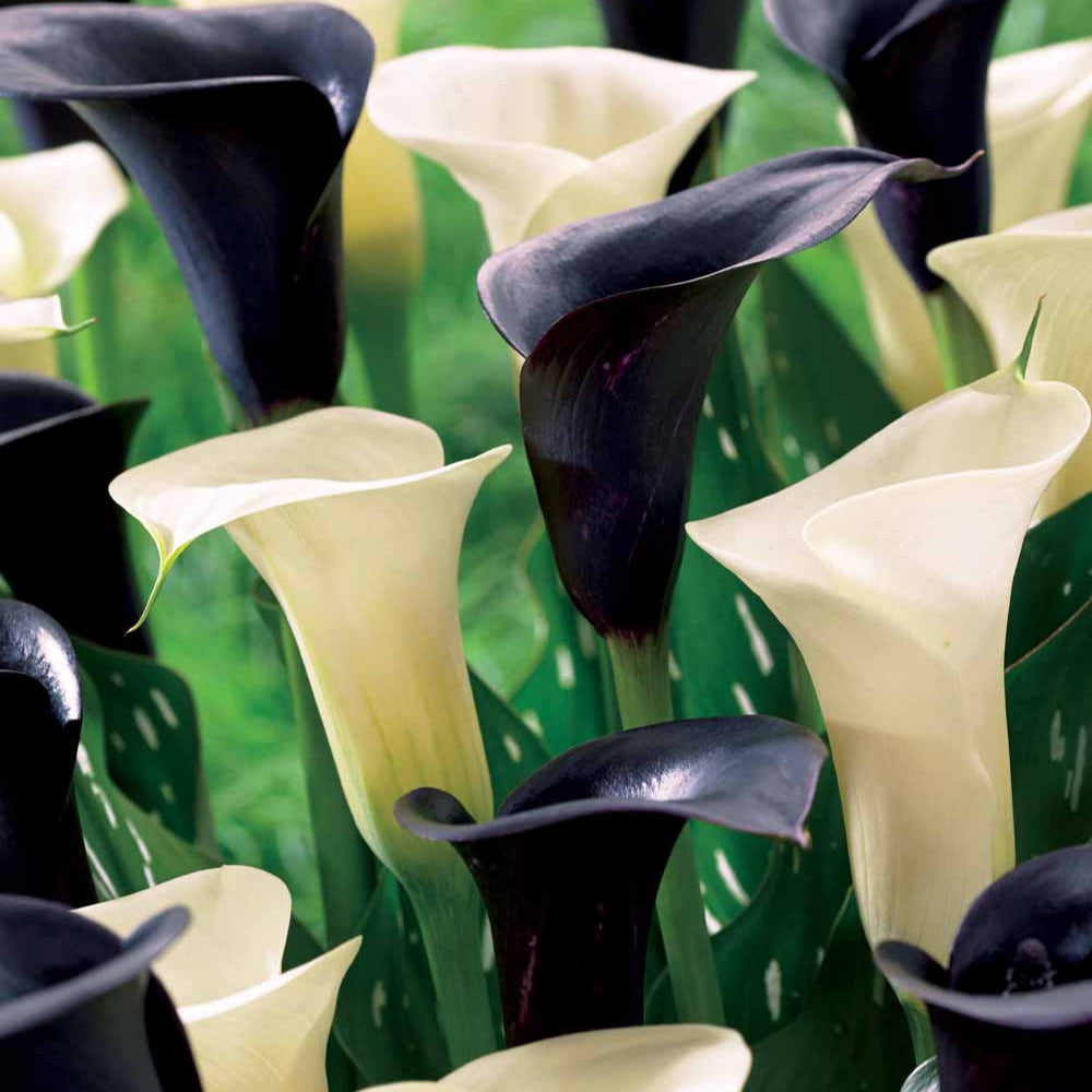 4 Callas blancs Snowstar et noirs Cantor en mélange - Bakker