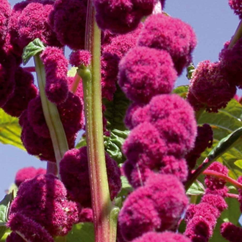 Bakker - Amarante gibbeuse Dreadlocks - Amaranthus caudatus gibbosus - Potager