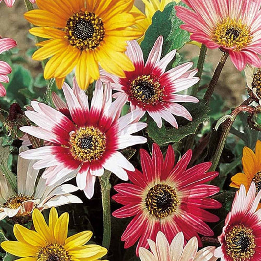 Arctotis à grandes fleurs Harlequin en mélange - Bakker