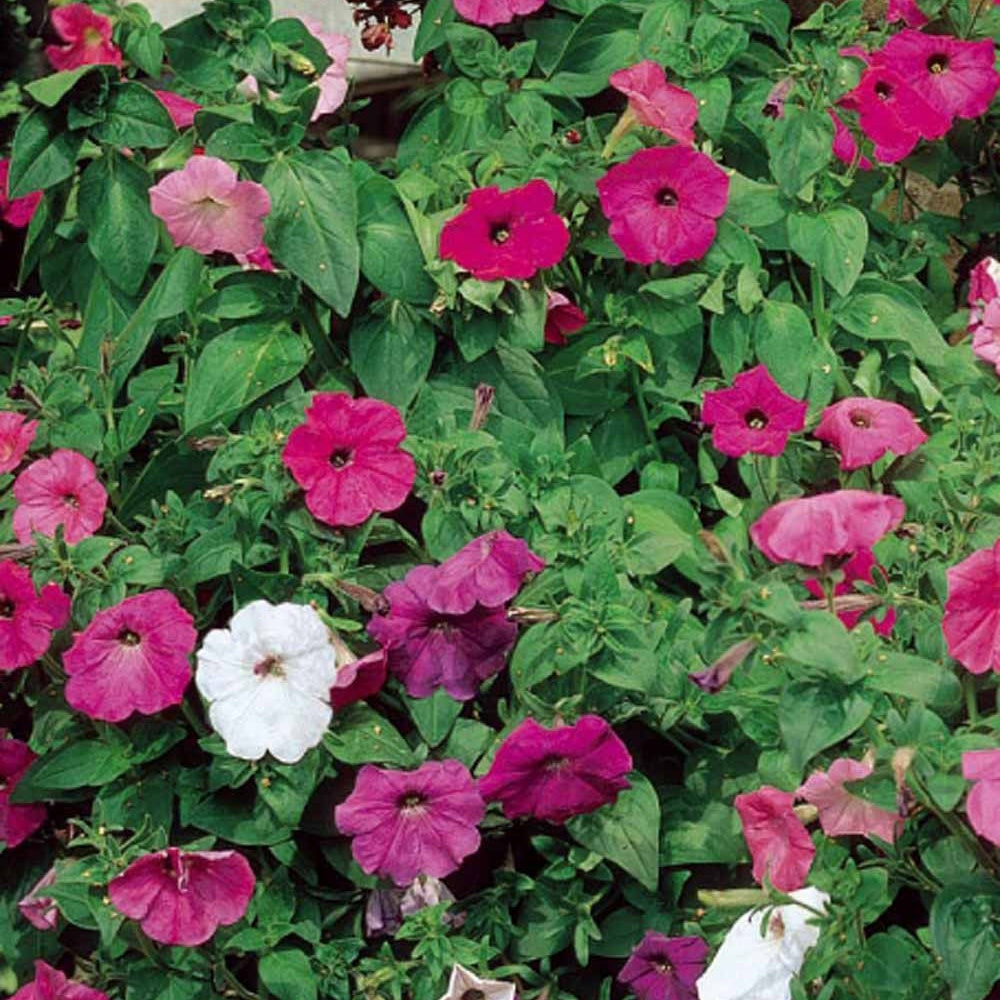 Petunia et Calibrachoa