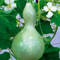 Calebasse - Gourde - Cucurbita siceraria  gourde bouteille - Bakker