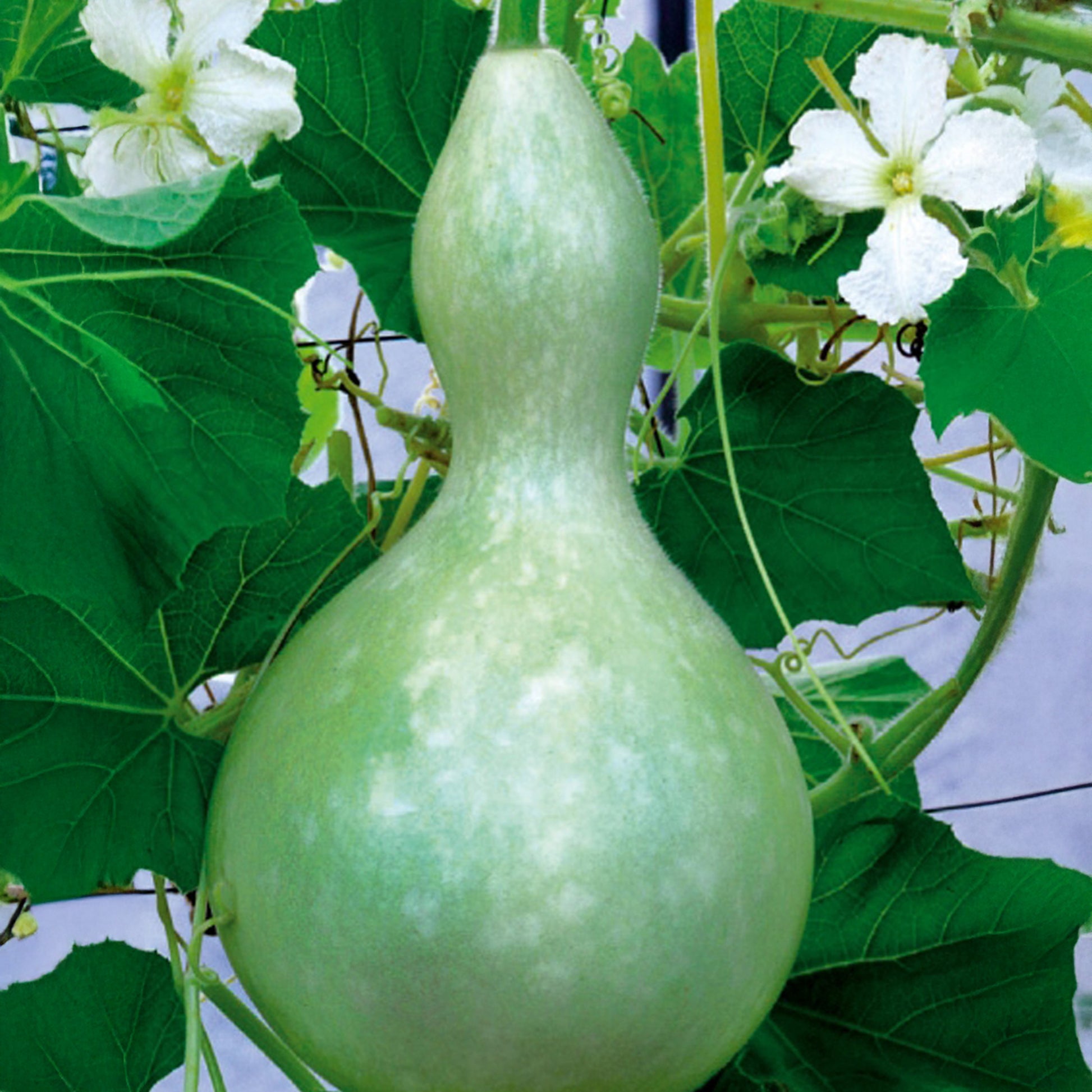 Calebasse - Gourde - Cucurbita siceraria  gourde bouteille - Bakker
