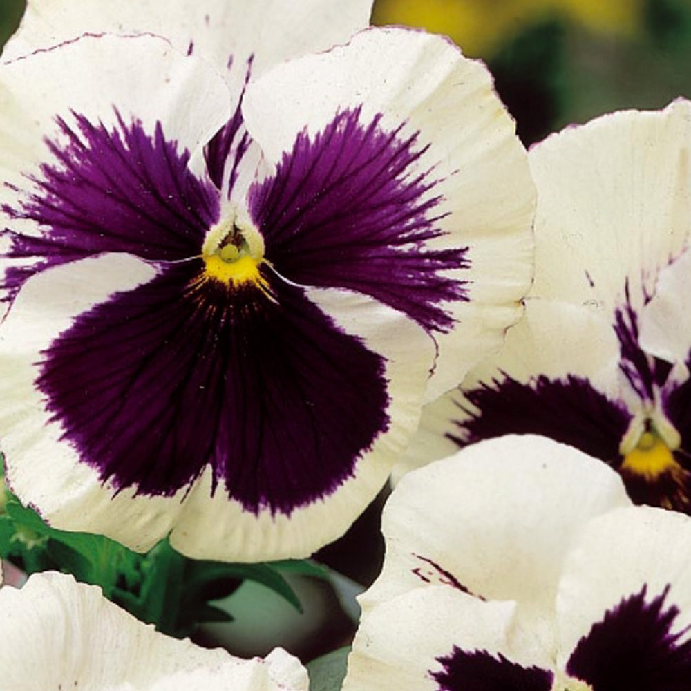 Terrasse et balcon - Pensée géante de Suisse Silverbride - Viola x wittrockiana silverbride