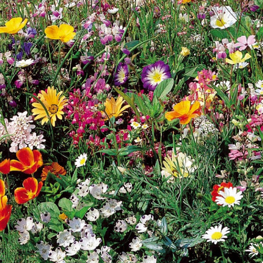 Graines de gazon japonais annuel en mélange - 6 m² - Bakker