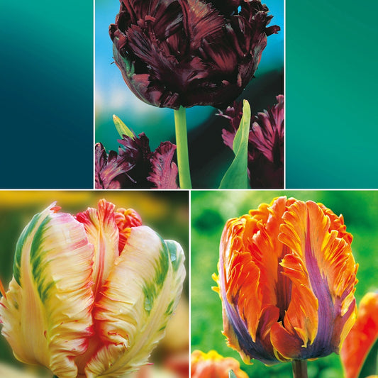 Collection de Tulipes perroquet : Princesse Irene, Black Parrot, Apric - Tulipa (princesse  irene, black parrot, apricot pa - Bulbes à fleurs