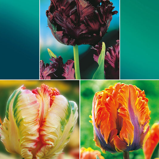 Collection de 24 Tulipes perroquet : Princesse Irene, Black Parrot, Apric - Bakker
