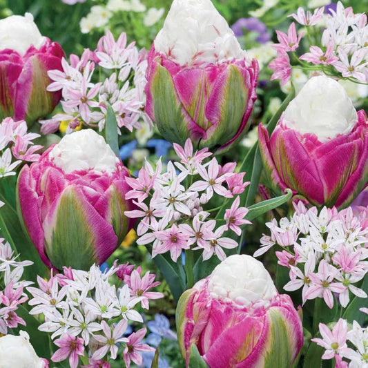 Assortiment pastel 5 tulipes Ice Cream et 10 Alliums Caméléon - Bakker.com | France