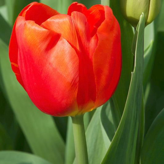 Bakker - 10 Tulipes Triomphe Cadans - Tulipa 'cadans' - Bulbes à fleurs