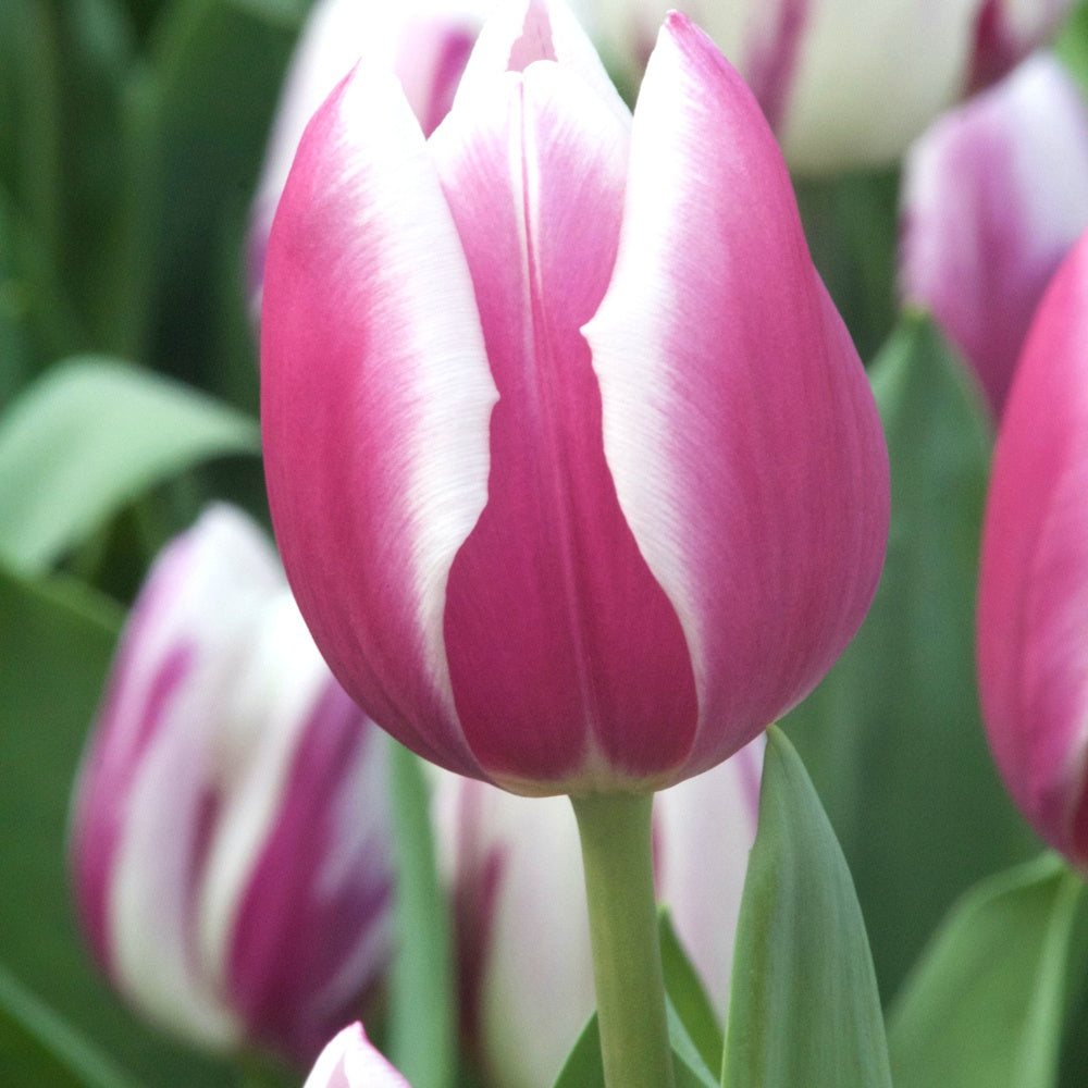 10 Tulipes Triomphe Synaeda blue - Bakker