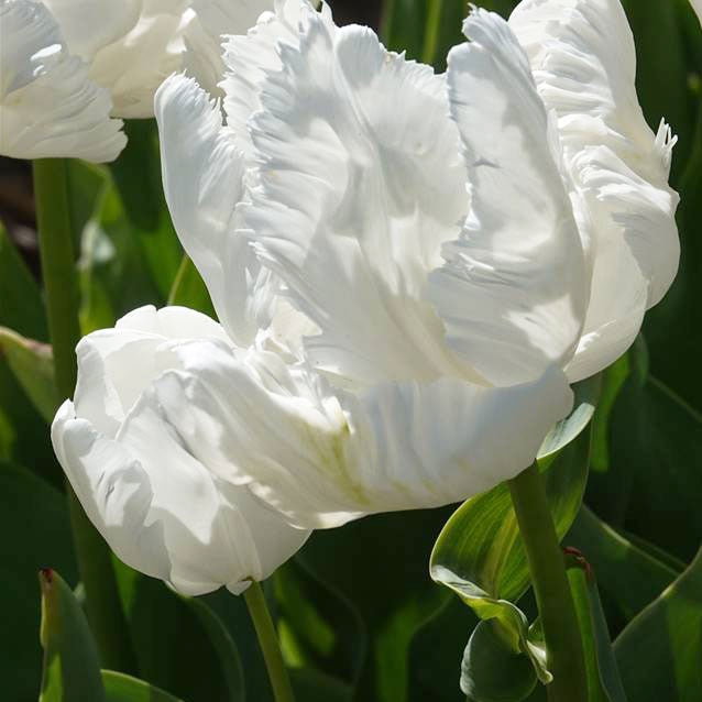 7 Tulipes perroquet White Parrot - Tulipa 'white parrot' - Bakker