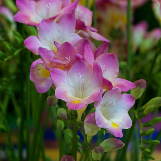 15 Freesia simple rose - Bakker