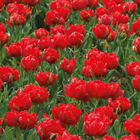 Bakker - 7 Tulipes doubles rouges Abba - Tulipa abba - Bulbes à fleurs