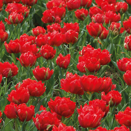 7 Tulipes doubles rouges Abba - Bakker