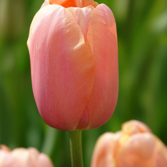 Bakker - 7 Tulipes Menton - Tulipa 'menton' - Bulbes à fleurs