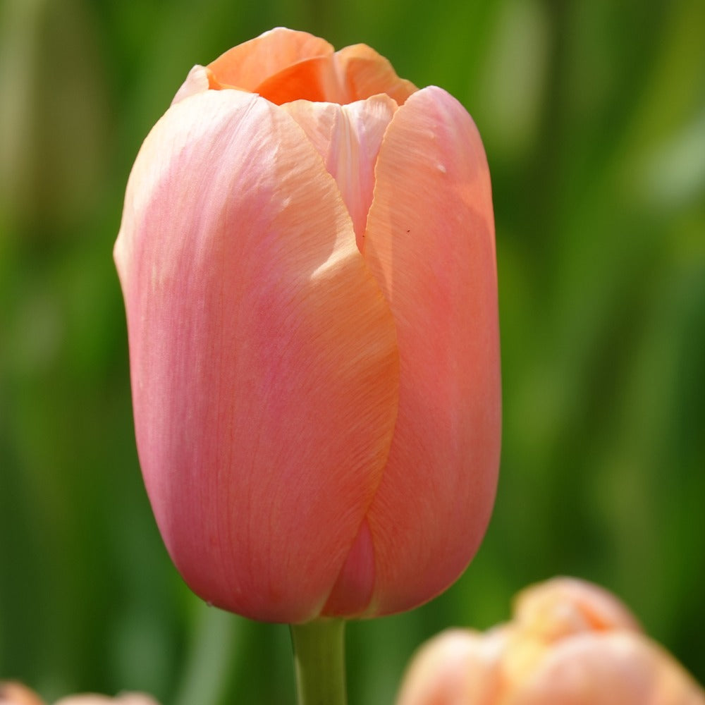 Bakker - 7 Tulipes Menton - Tulipa 'menton' - Bulbes à fleurs