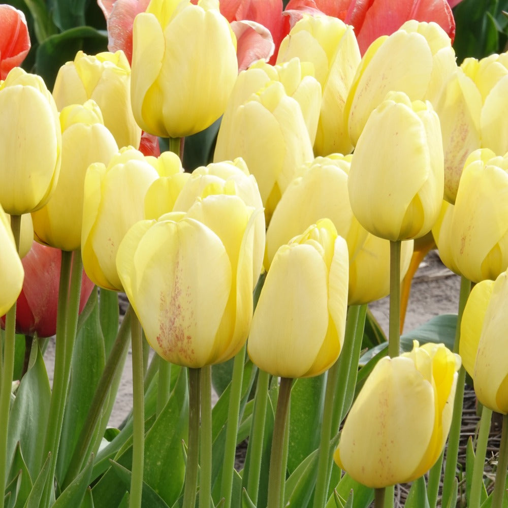 10 Tulipes Darwin Golden parade - Tulipa 'golden parade' - Bakker