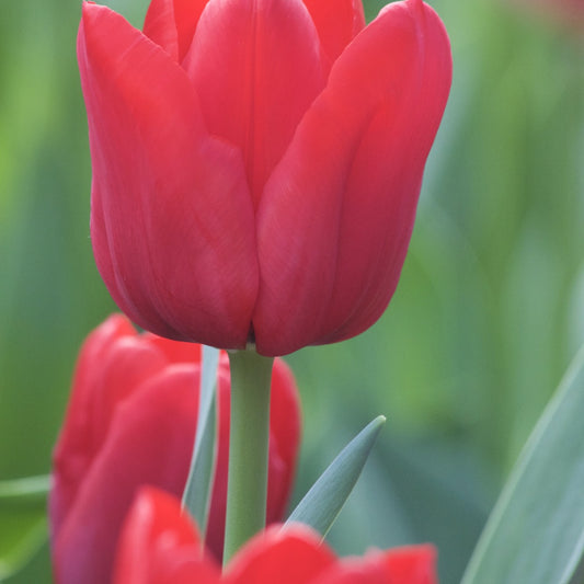Bakker - 10 Tulipes Triomphe Ile de France - Tulipa 'ile de france' - Bulbes à fleurs
