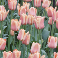 Bakker - 10 Tulipes Triomphe Apricot Foxx - Tulipa 'apricot foxx' - Bulbes à fleurs