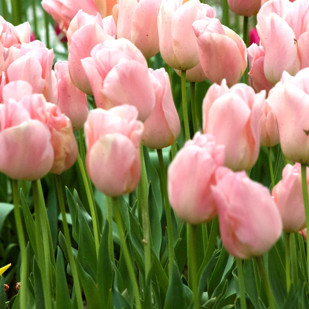 7 Tulipes Triomphe Apricot Beauty - Bakker