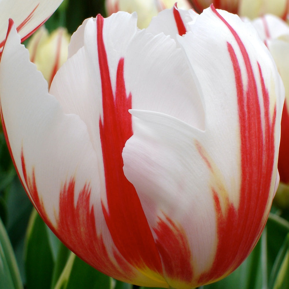 Tulipa 'carnaval de rio' - 10 Tulipes Triomphe Carnaval de Rio - Bulbes de Tulipe