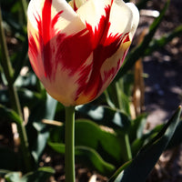 Bakker - 10 Tulipes Triomphe Carnaval de Rio - Tulipa 'carnaval de rio' - Bulbes de printemps