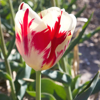 10 Tulipes Triomphe Carnaval de Rio - Tulipa 'carnaval de rio' - Bakker