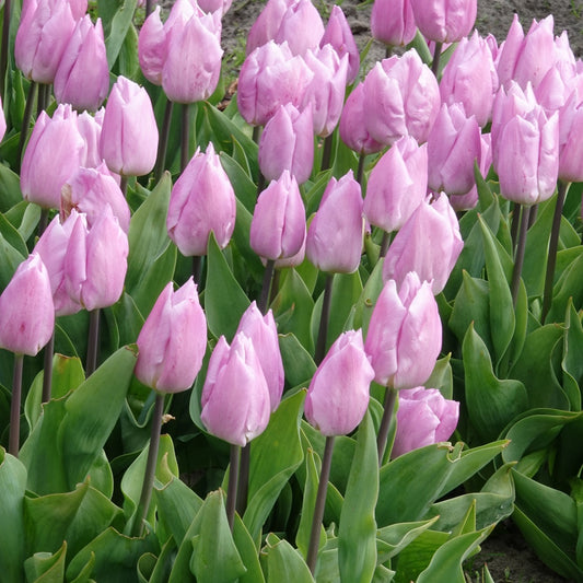 Bakker - 10 Tulipes Triomphe Candy Prince - Tulipa 'candy prince' - Bulbes de printemps