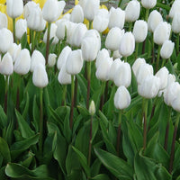 Bakker - 10 Tulipes Triomphe Royal Virgin - Tulipa 'royal virgin' - Bulbes à fleurs