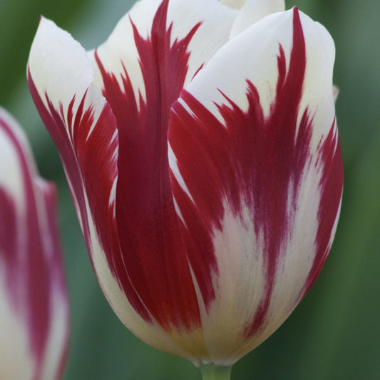 10 Tulipes Triomphe Grand Perfection - Bakker