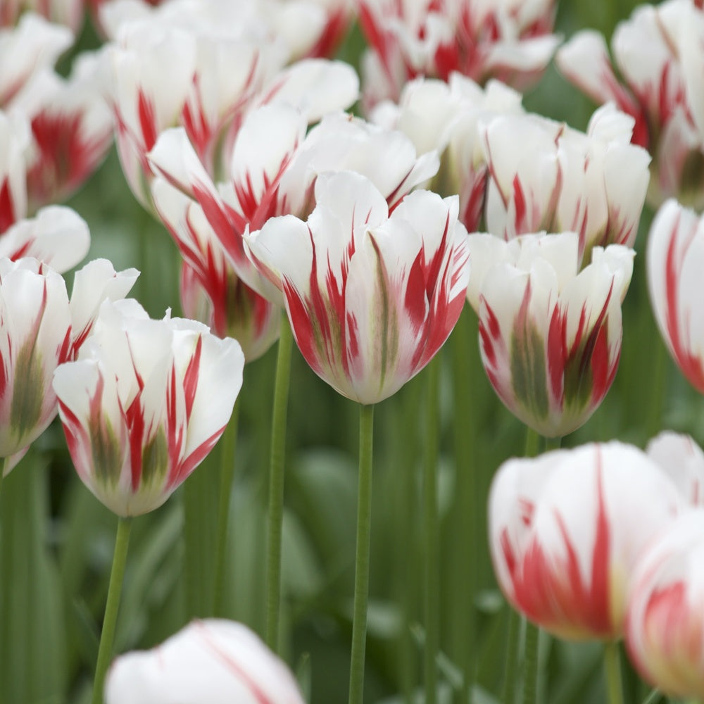 Bakker - 7 Tulipes Viridiflora Flaming spring green - Tulipa 'flaming spring green' - Bulbes à fleurs