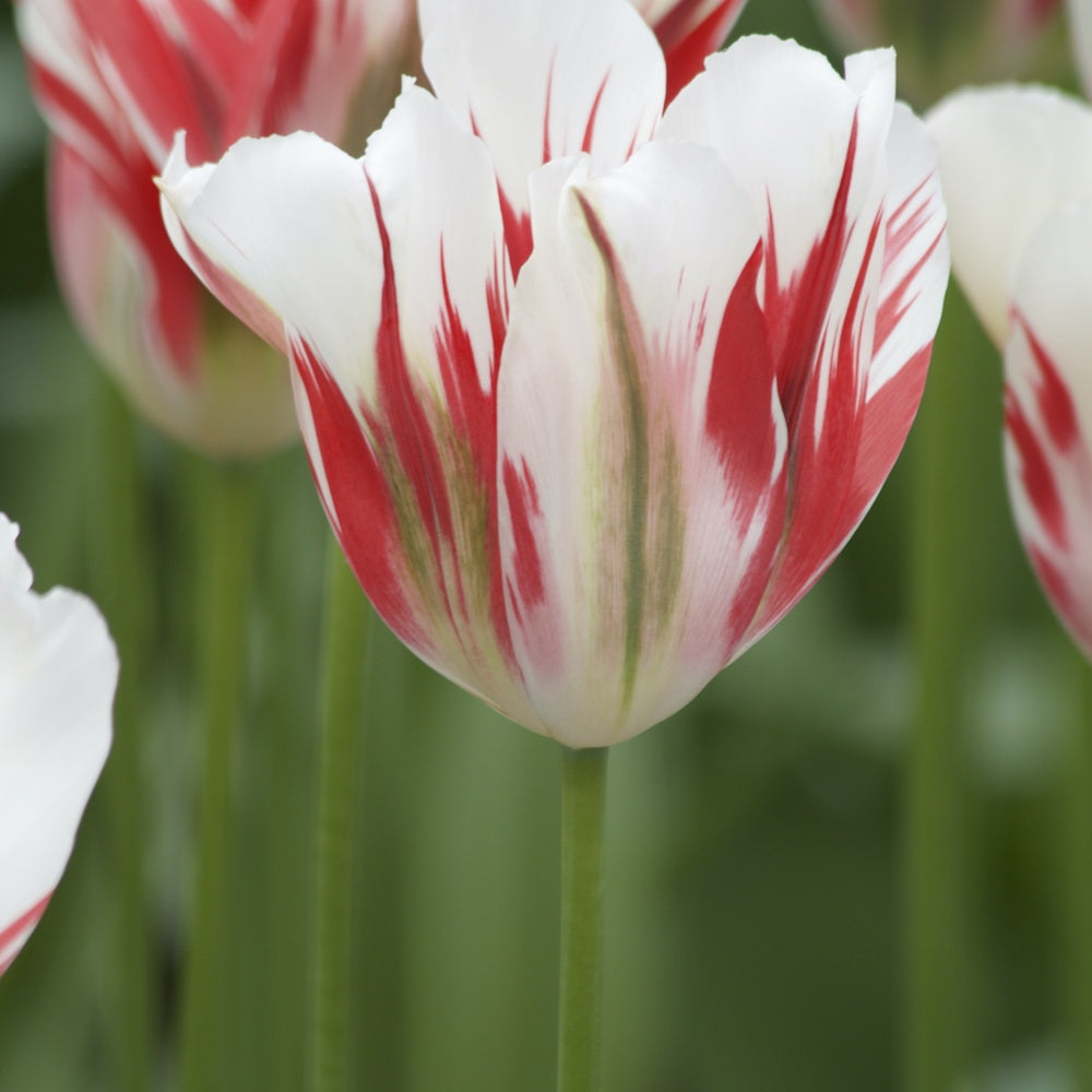 Bakker - 7 Tulipes Viridiflora Flaming spring green - Tulipa 'flaming spring green' - Bulbes de printemps