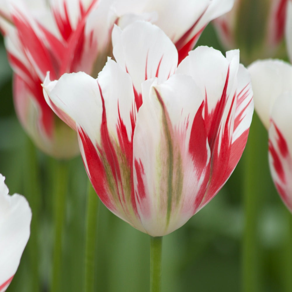 7 Tulipes Viridiflora Flaming spring green - Tulipa 'flaming spring green' - Bakker
