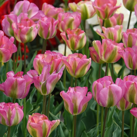 Bakker - 7 Tulipes Viridiflora Groenland - Tulipa 'groenland' - Bulbes de printemps