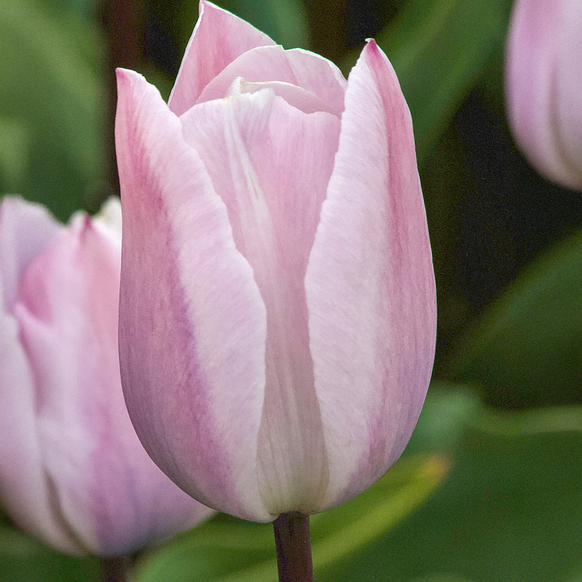 7 Tulipes Triomphe Silver Cloud - Bakker