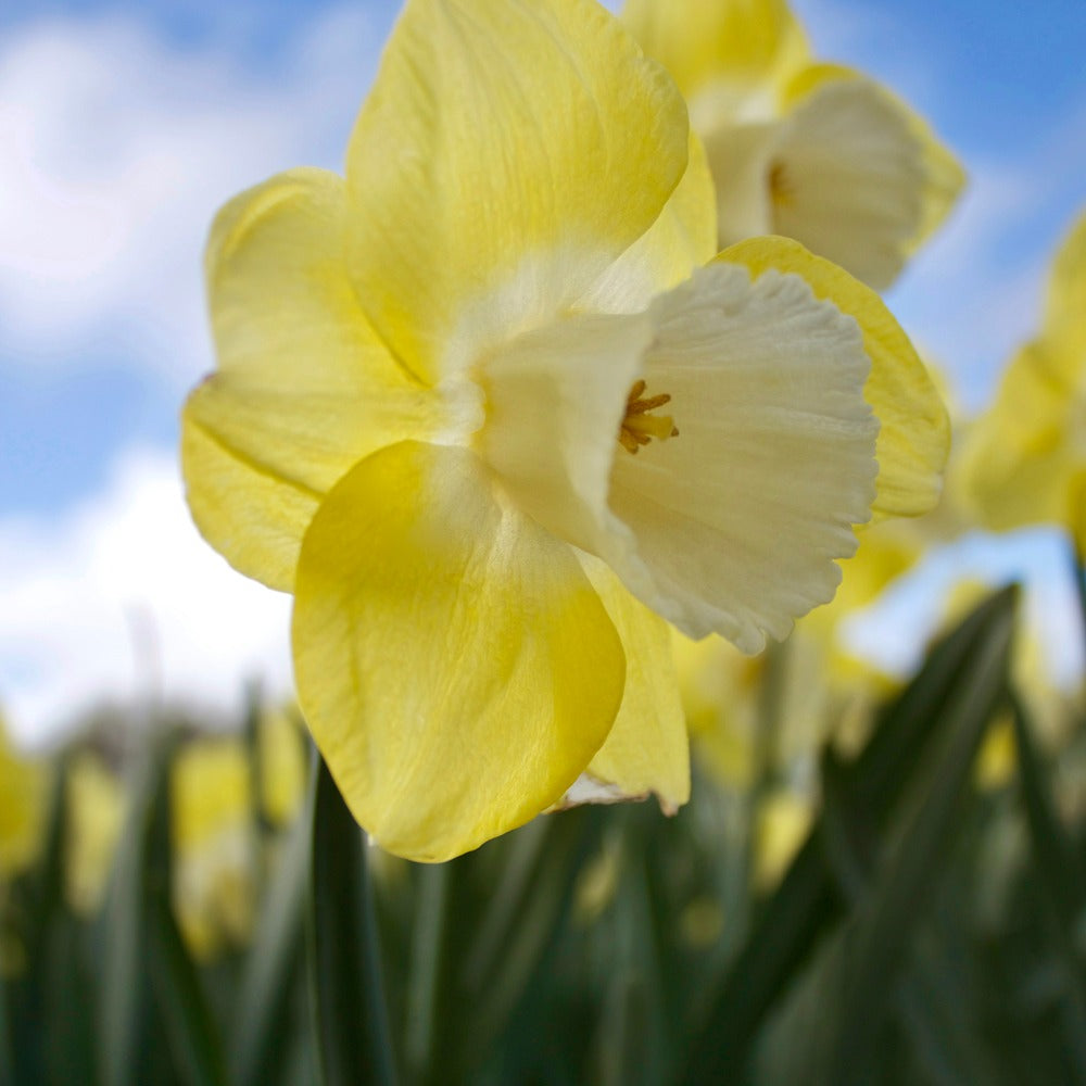 5 Narcisses à grande couronne Avalon - Bakker