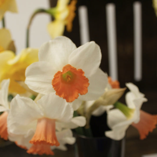 Bakker - 5 Narcisses Skype - Narcissus 'Skype' - Bulbes à fleurs
