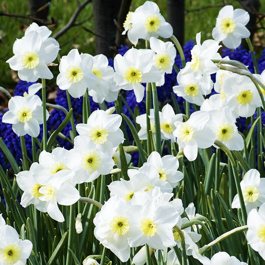 Bakker - 5 Narcisses Segovia - Narcissus 'segovia' - Bulbes de printemps