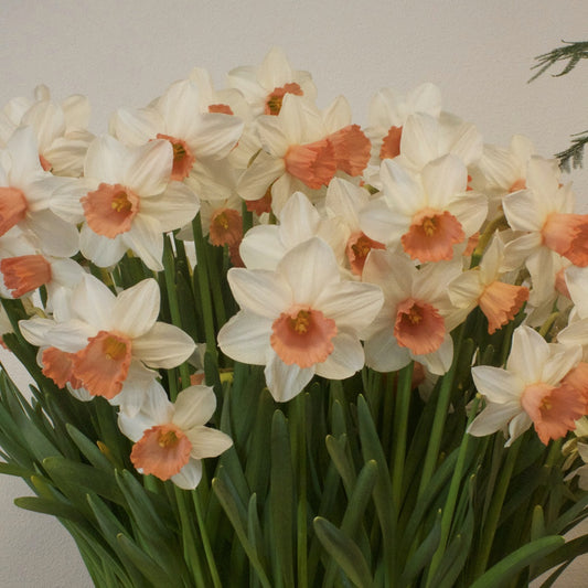 Bakker - 10 Narcisses Iwona - Narcissus 'iwona' - Bulbes à fleurs