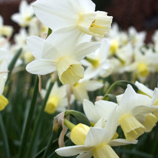 Bakker - 7 Narcisses Sailboat - Narcissus 'sailboat' - Bulbes à fleurs