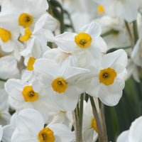 Bakker - 5 Narcisses Geranium - Narcissus 'geranium' - Bulbes à fleurs
