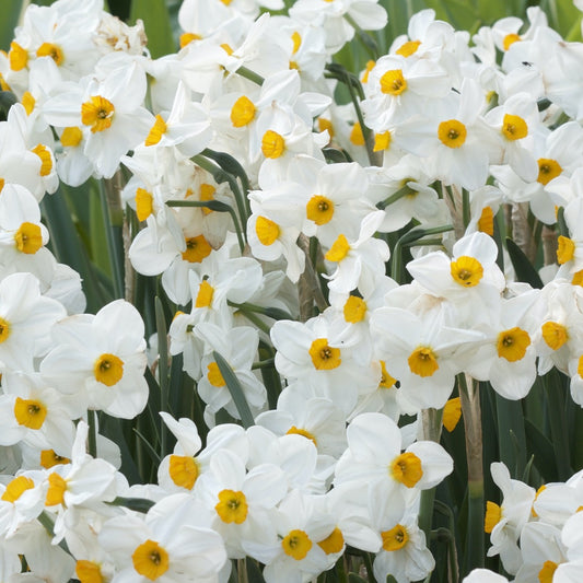 Bakker - 5 Narcisses Geranium - Narcissus 'geranium' - Bulbes de printemps