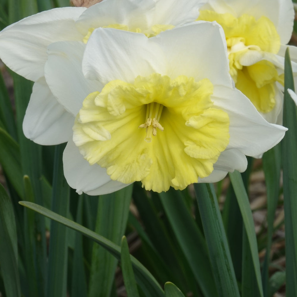 Bakker - 5 Narcisses à grande couronne Ice follies - Narcissus 'ice follies' - Bulbes à fleurs