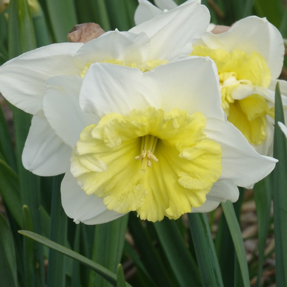 Narcissus 'ice follies' - 5 Narcisses à grande couronne Ice follies - Bulbes de Narcisse