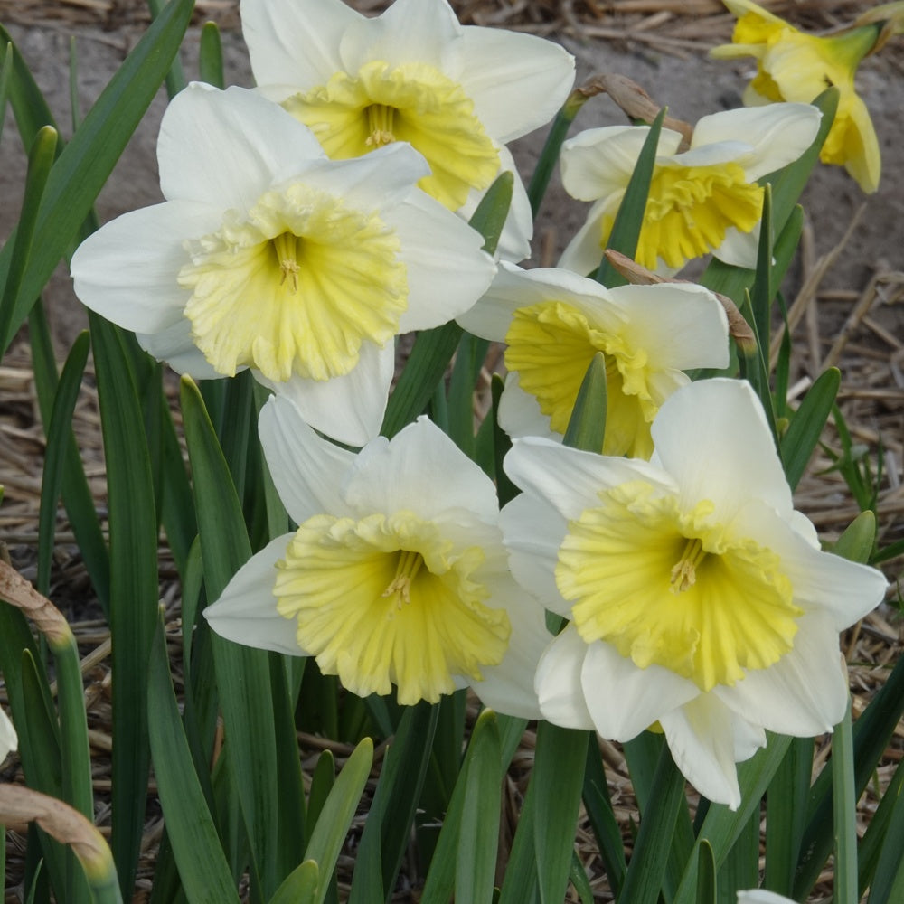Bakker - 5 Narcisses à grande couronne Ice follies - Narcissus 'ice follies' - Bulbes de printemps