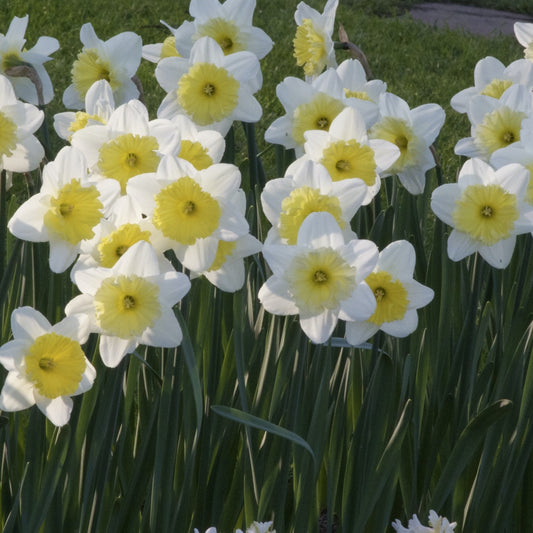 Bakker - 5 Narcisses à grande couronne Ice follies - Narcissus 'ice follies' - Narcisses